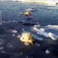 Polar bear playing under the Ice berg very funny video of bear