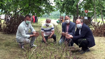 Organik sertifikalı salep üretim alanında yılın ilk hasadı yapıldı