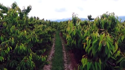 Sultandağı kirazı Uzak Doğuluların ağzını tatlandırıcak - AFYONKARAHİSAR