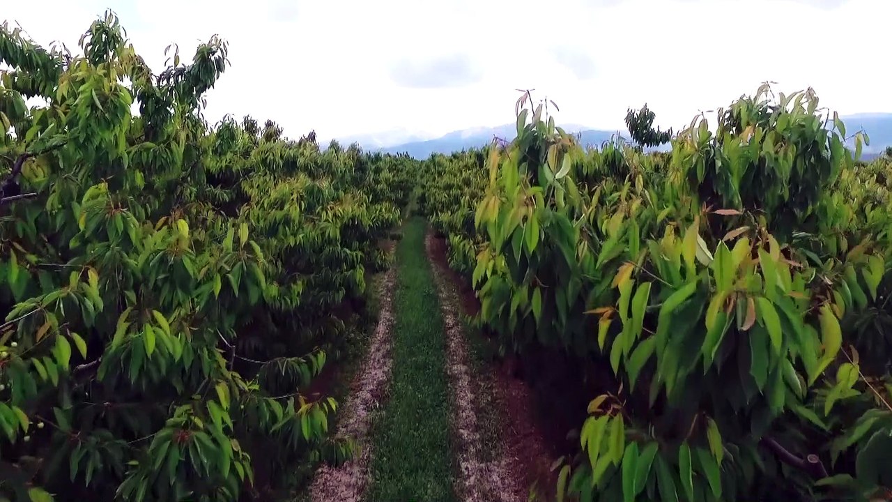 Sultandağı kirazı Uzak Doğuluların ağzını tatlandırıcak - AFYONKARAHİSAR