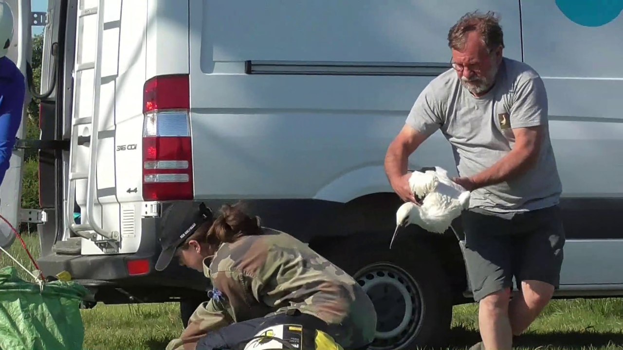 Objectif cigogne 2020 - opération baguage