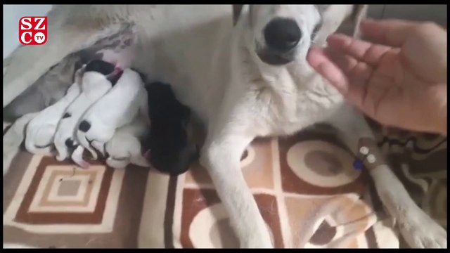 Hamile köpeği yaralayıp ölüme terk ettiler