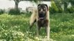 KARABAS KOCA KAFA ANADOLU COBAN KOPEGİ - BLACK HEAD ANATOLiAN SHEPHERD DOG