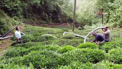 Kurduğu devrim niteliğindeki sistemle çay toplamak artık daha kolay