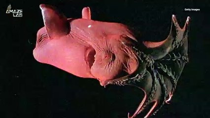 Watch 'Vampire Squid' Turn Itself Inside Out to Avoid Predators