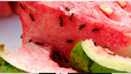 How to Get Rid Of Ants?