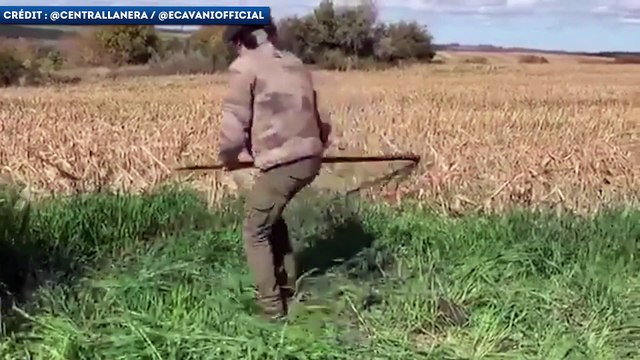 Et maintenant, Edinson Cavani tond des moutons !