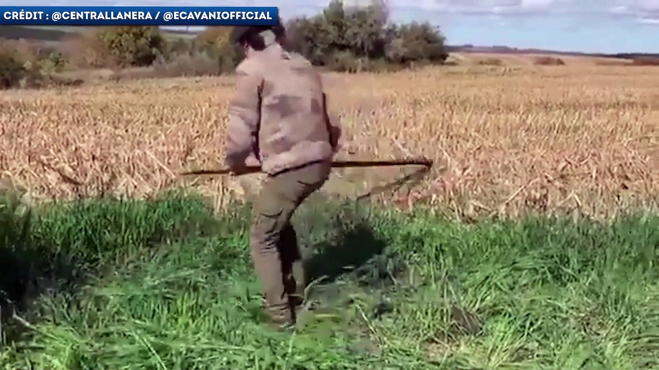 Et maintenant, Edinson Cavani tond des moutons !