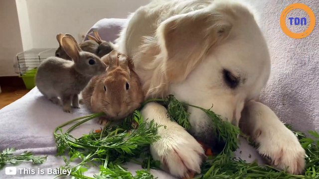 Un golden retriever adopte des lapins, les internautes craquent complètement