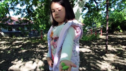 Tescilli ağacın cevizi dalında satılıyor - KIRŞEHİR