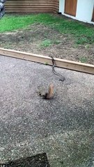 Squirrel Takes on Snake to Protect Its Young