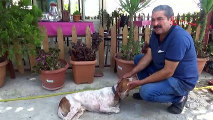 Son dakika: Kredi çekip yaralı köpeği tedavi ettirdi | Video