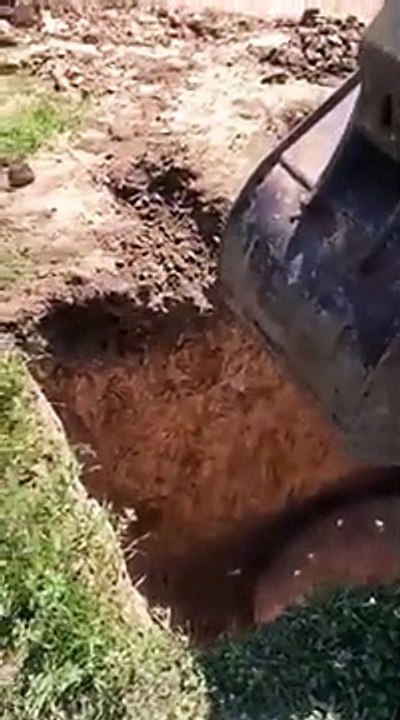 Sauvetage d'un cochon avec une pelleteuse