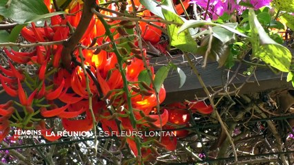 La Réunion : Les fleurs lontan