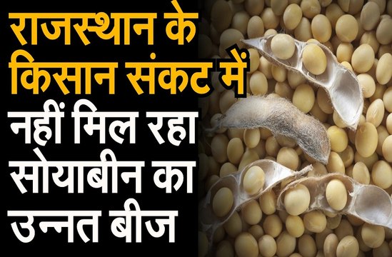 सोयाबीन के बीज की किल्लत