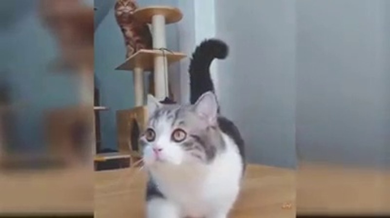 Cat funny video  ( part - 1)    just for laugh