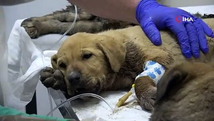 ZEHİRLENMİŞ HALDE BULUNAN 5 YAVRU KÖPEKTEN BİRİ ÖLDÜ