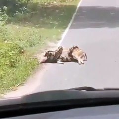 Homem salva veado de ser comido por uma cobra