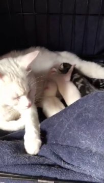 Newborn baby kittens fighting for milk Best family 2020 Ninja famous cat and Angel I love my cat