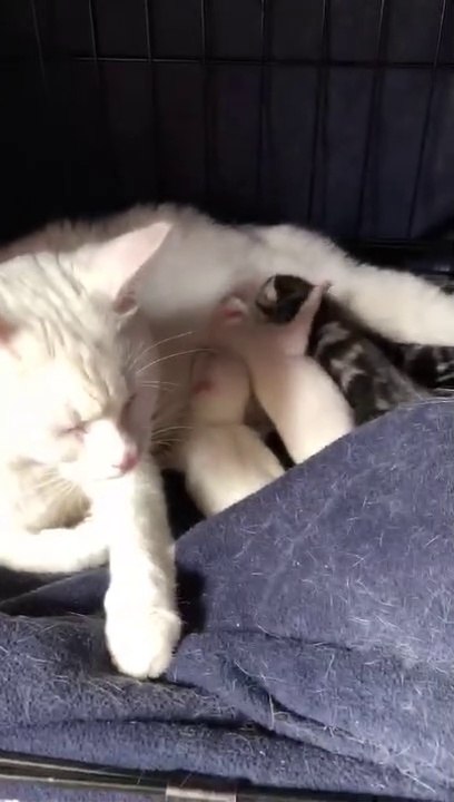 Newborn baby kittens fighting for milk Best family 2020 Ninja famous cat and Angel I love my cat