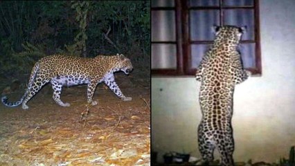 Leopard Spotted Again In Rajendra Nagar In Hyderabad