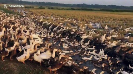 Flock of 8,000 ducks hold up traffic in Vietnam as they take minutes to cross road