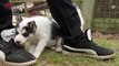 UK Breeders See Spike in Dog Ownership Demand During COVID-19 Lockdown