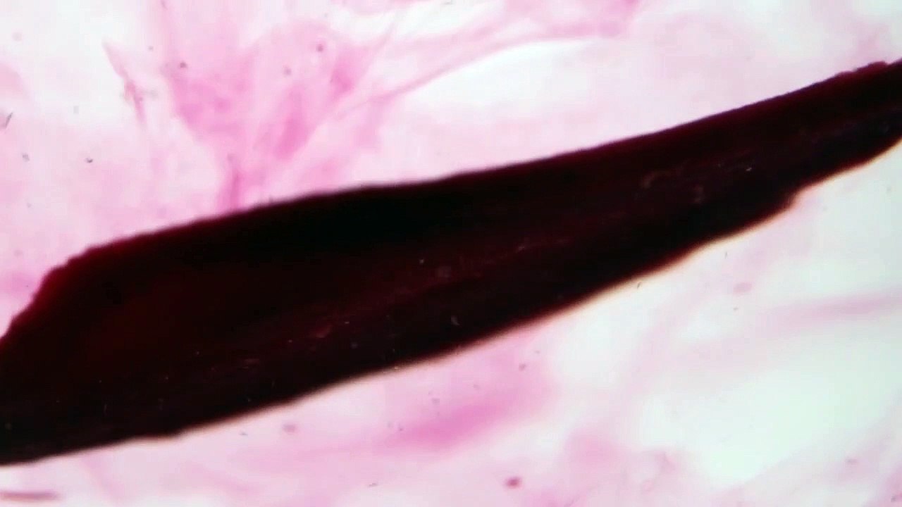 Die Seele der Wurst – Rote Beete