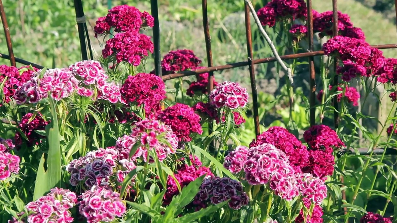 Histoires de plantes "Des hommes et des plantes" - épisode 2