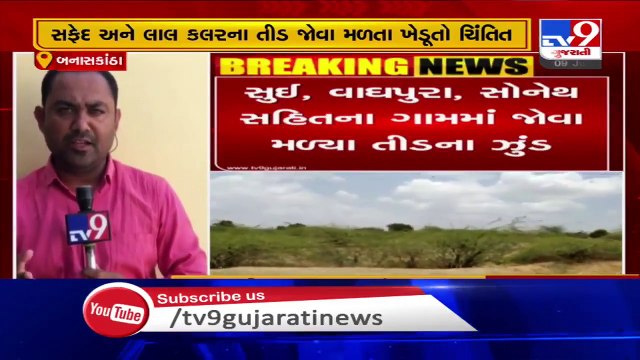 Round 2 of locust attack leaves farmers worried , Banaskantha