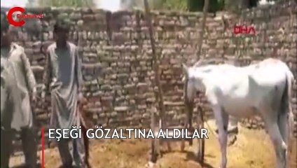 Eşeğe gözaltı sosyal medyanın gündemine oturdu