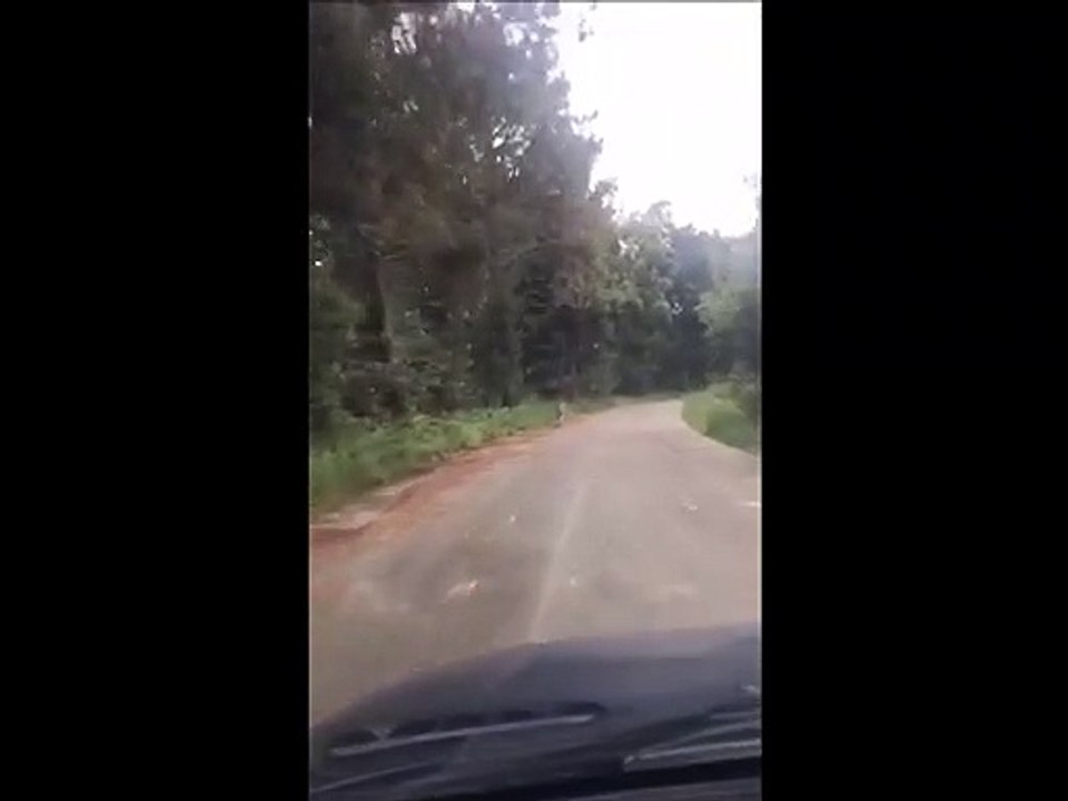 Lobo Vimianzo
