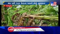 Strong winds uproot Banana trees in Bharuch, farmers panicked