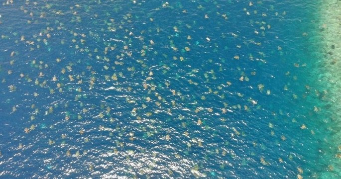 La plus grande colonie de tortues de mer vertes au monde a été filmée par un drone au Nord de l'Australie
