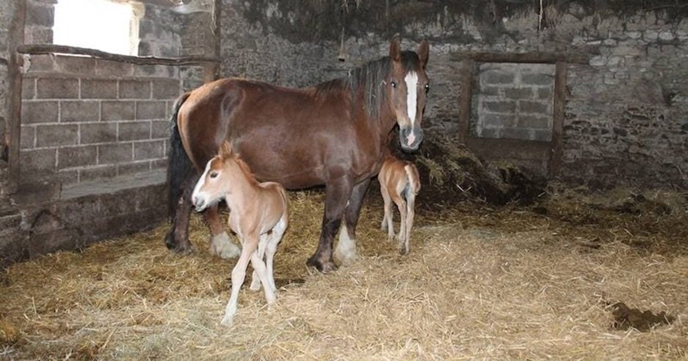 Naissance rarissime de poulains jumeaux en Bretagne
