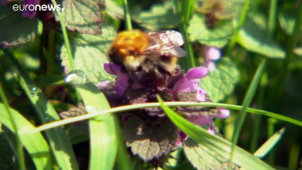 Экологи призывают ЕС спасти насекомых-опылителей