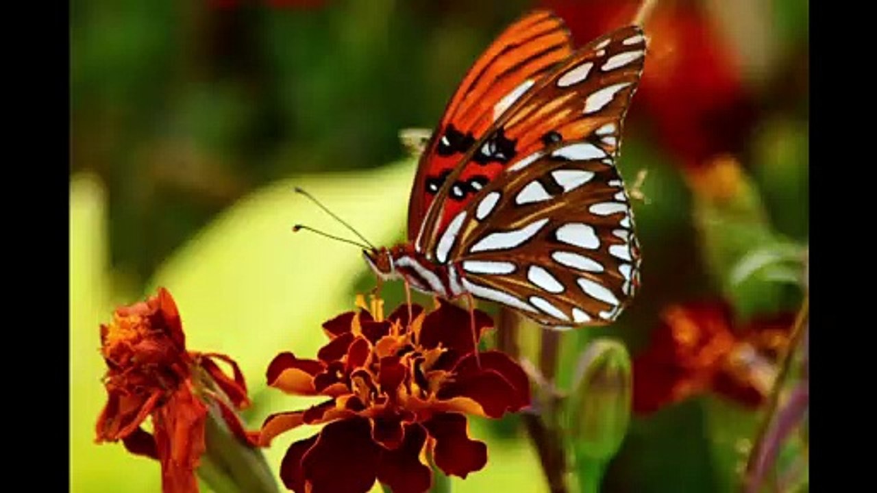 Delightful Beauty of Butterflies Series 5 Collection The Beauty of Nature Video 5 Photo Journaling