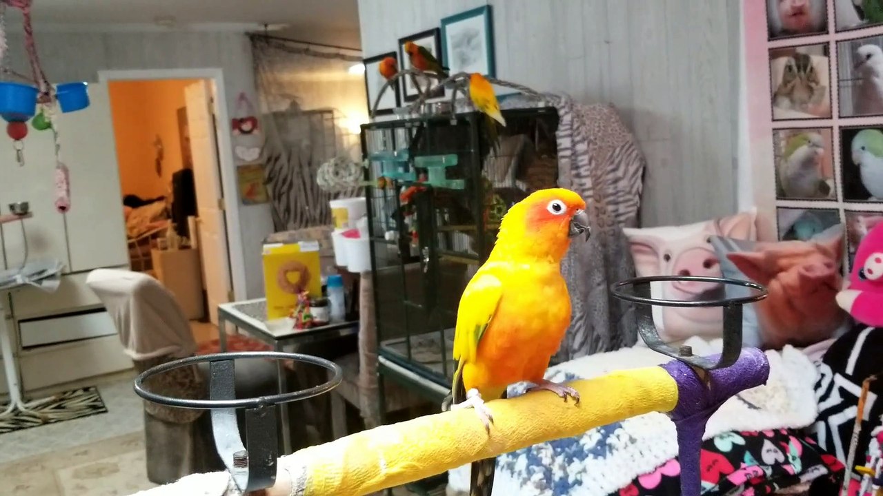 Angel The Parrot Dancing With Sammy The Hammy The Smiling Pig As Her Backup Dancer
