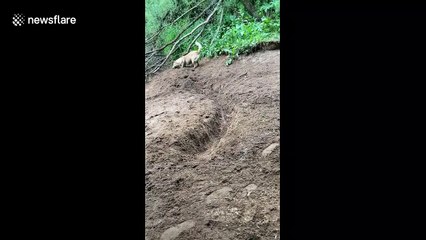 Dog comes up with genius hack to play fetch with himself - by digging a trench