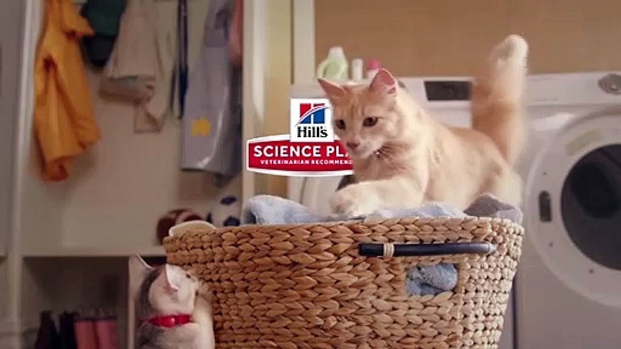 Hill's against Cats-HD_