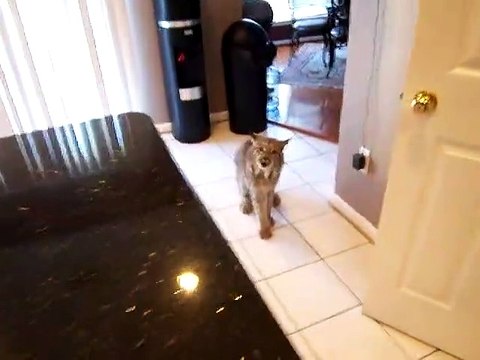 Avoir un lynx de compagnie c'est parfois terrifiant... Grosse colère