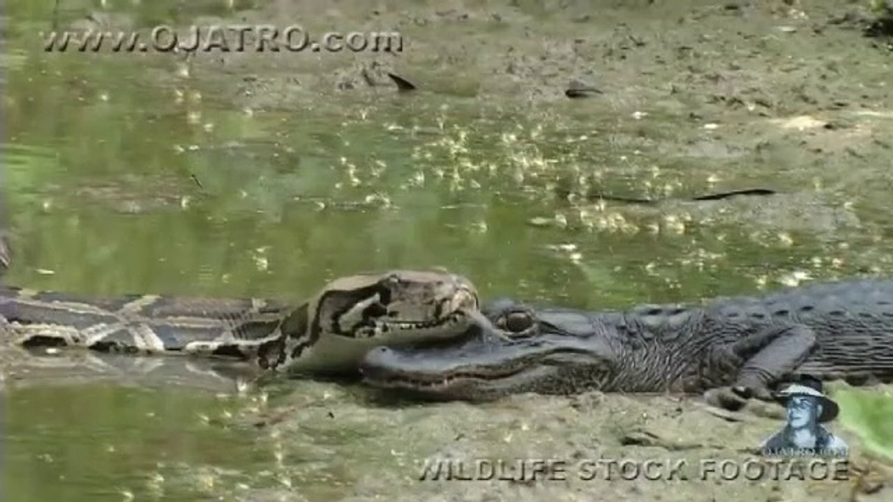 Un python vient se poser sur un crocodile... Du jamais vu