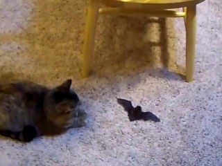 Son chat lui a remmené un petit cadeau...