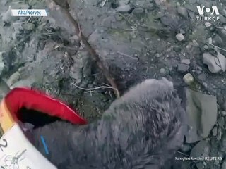 Heyelan Bölgesinde Köpek Kurtarma Operasyonu