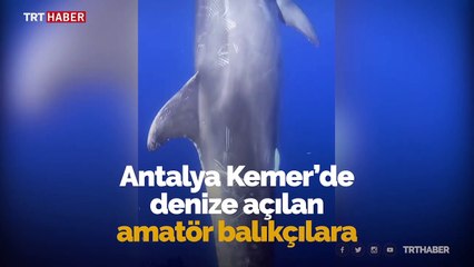 Antalya'da balıkçılara yunuslar eşlik etti