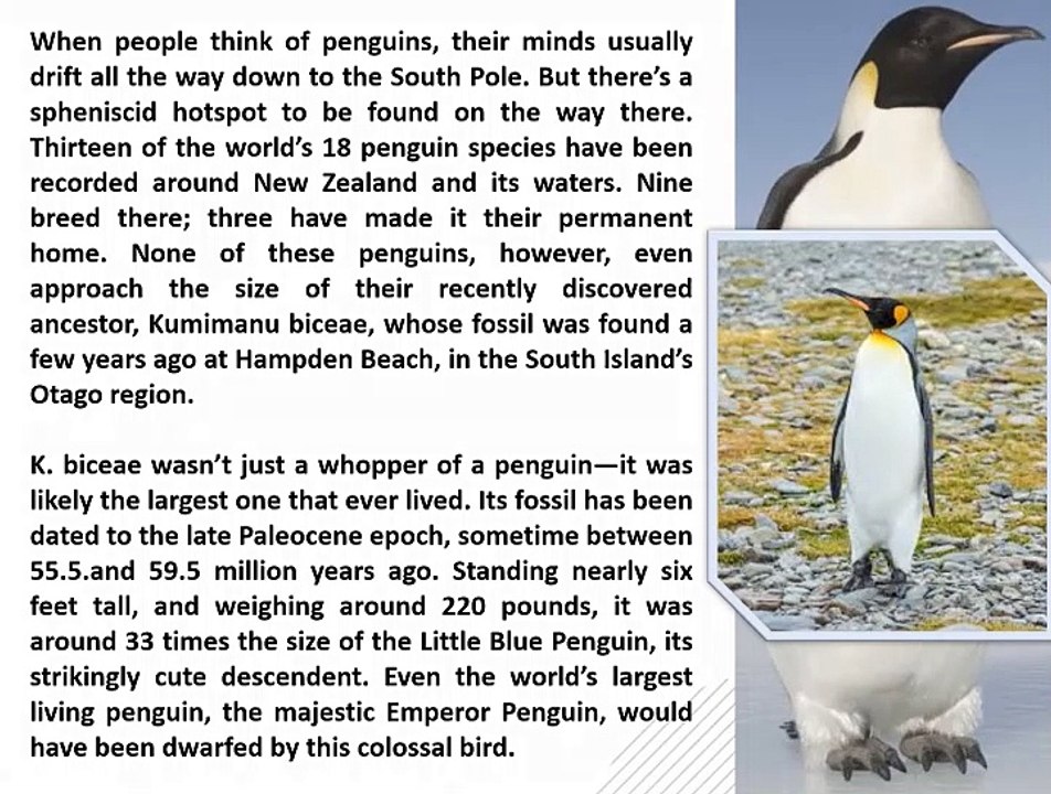 A Six-Foot, 220-Pound Penguin Once Lived in New Zealand