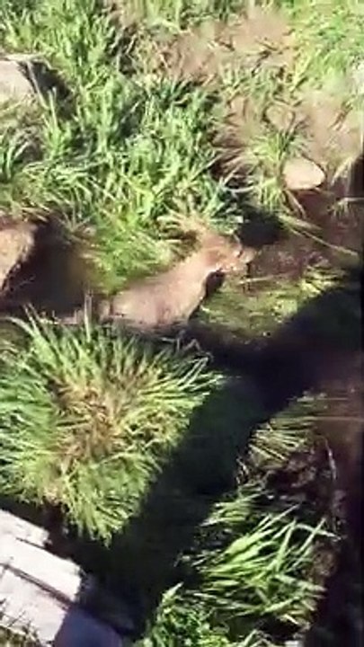 Coyote Pup Saved from Flooding Culvert