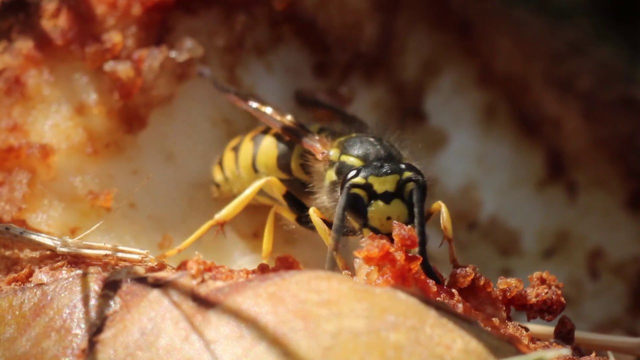 [CITE DES PAYSAGES] - Les insectes et les travaux de rénovation