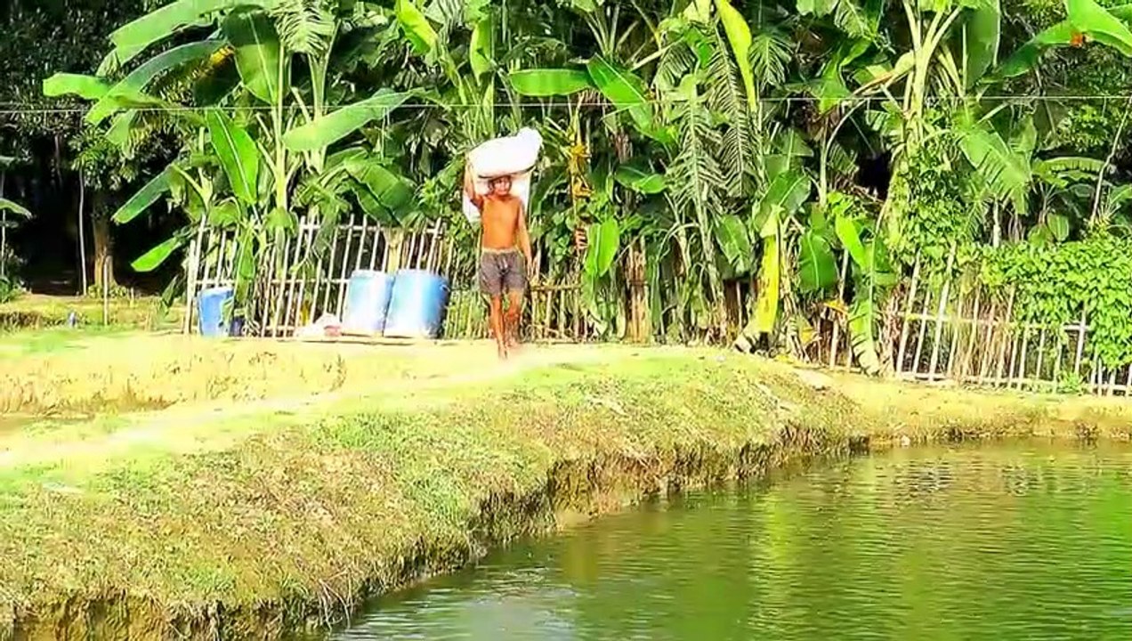 Awesome!_Million_Catfish_eating_Pellet_Feed_in_Pond__Usaha_Budidaya
