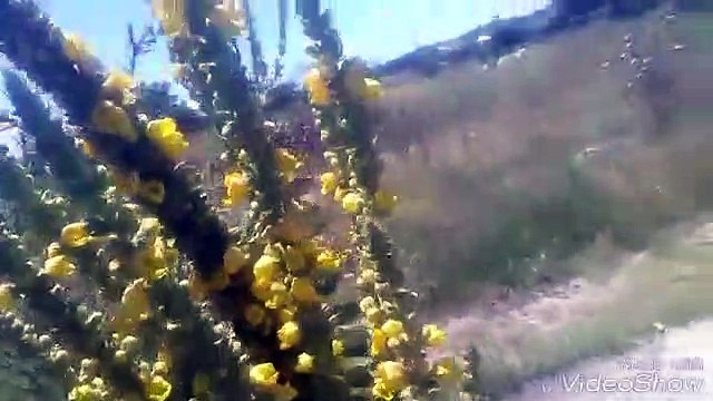 Sığır kuyruğu bitkisinin otunun faydaları yararları sığır kuyruğu bitkisinin otunun çayının faydalar